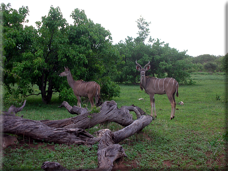 foto Parco nazionale del Chobe